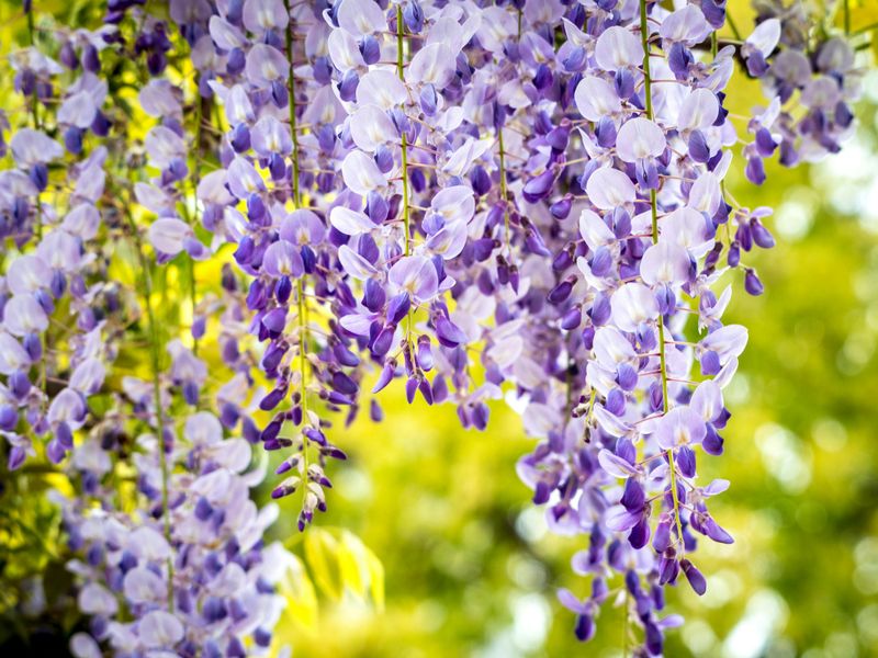 Wisteria