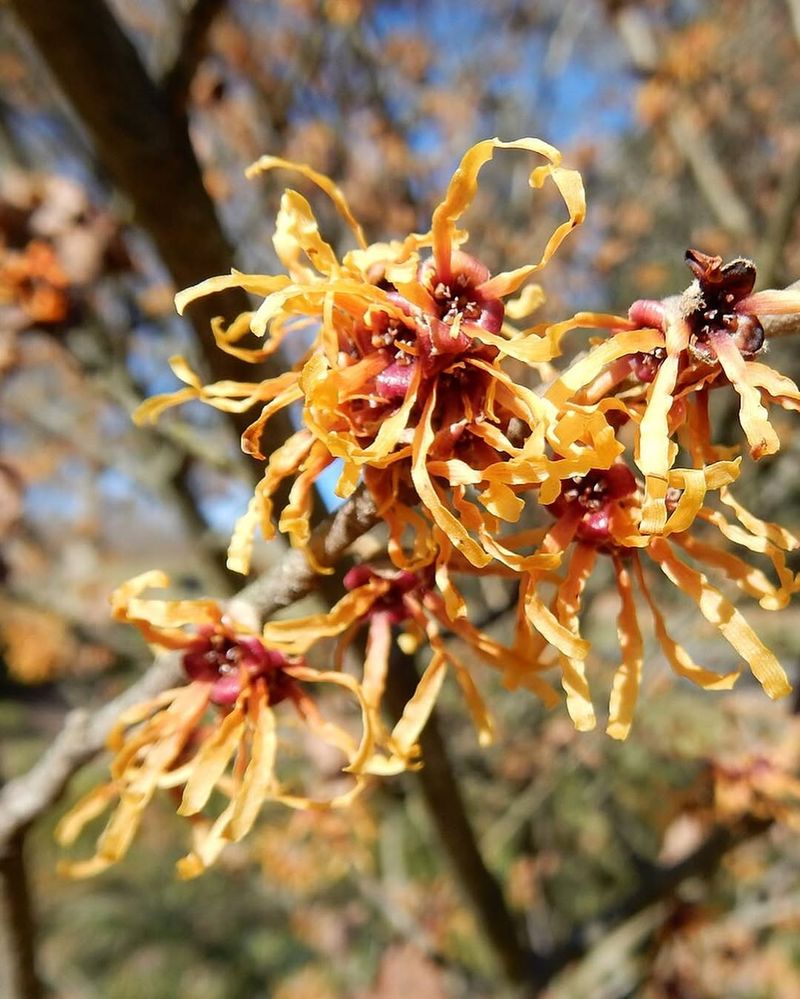 Witch Hazel Witch Hazel