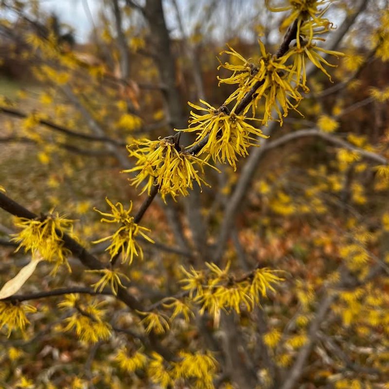 Witch Hazel 
