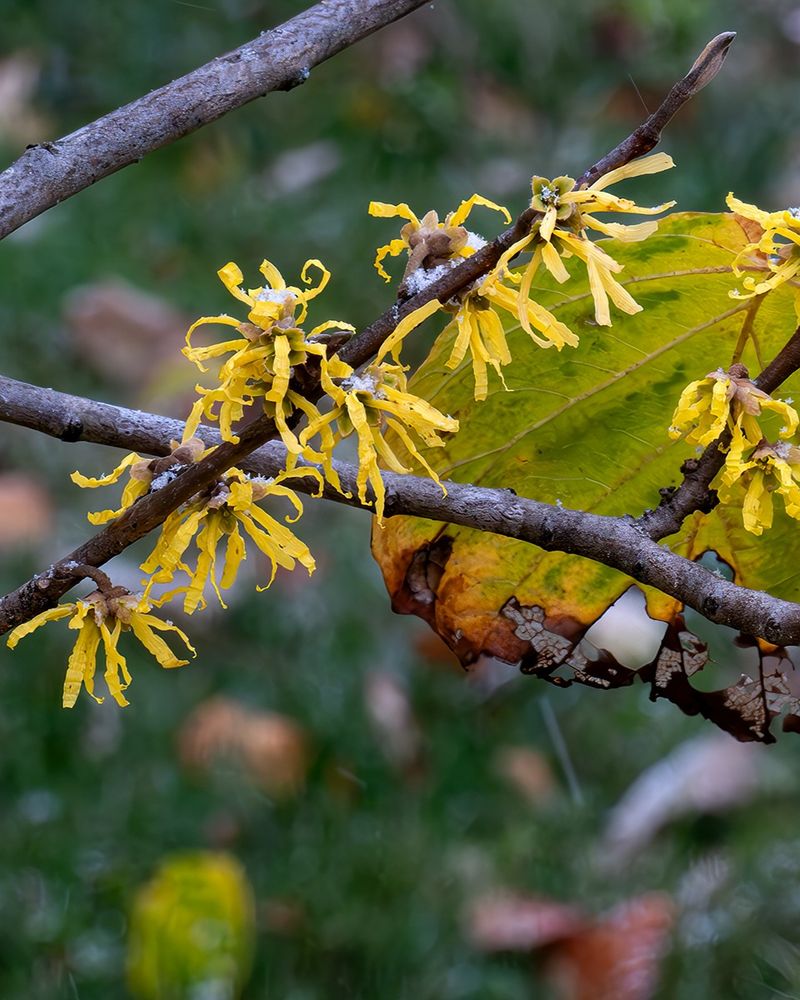 Witch Hazel Witch Hazel