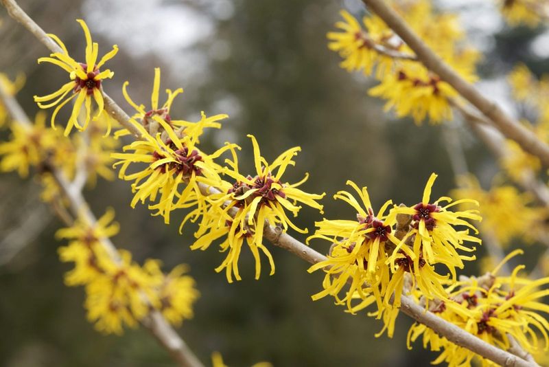 Witch Hazel (Hamamelis Virginiana) Witch Hazel (Hamamelis Virginiana)