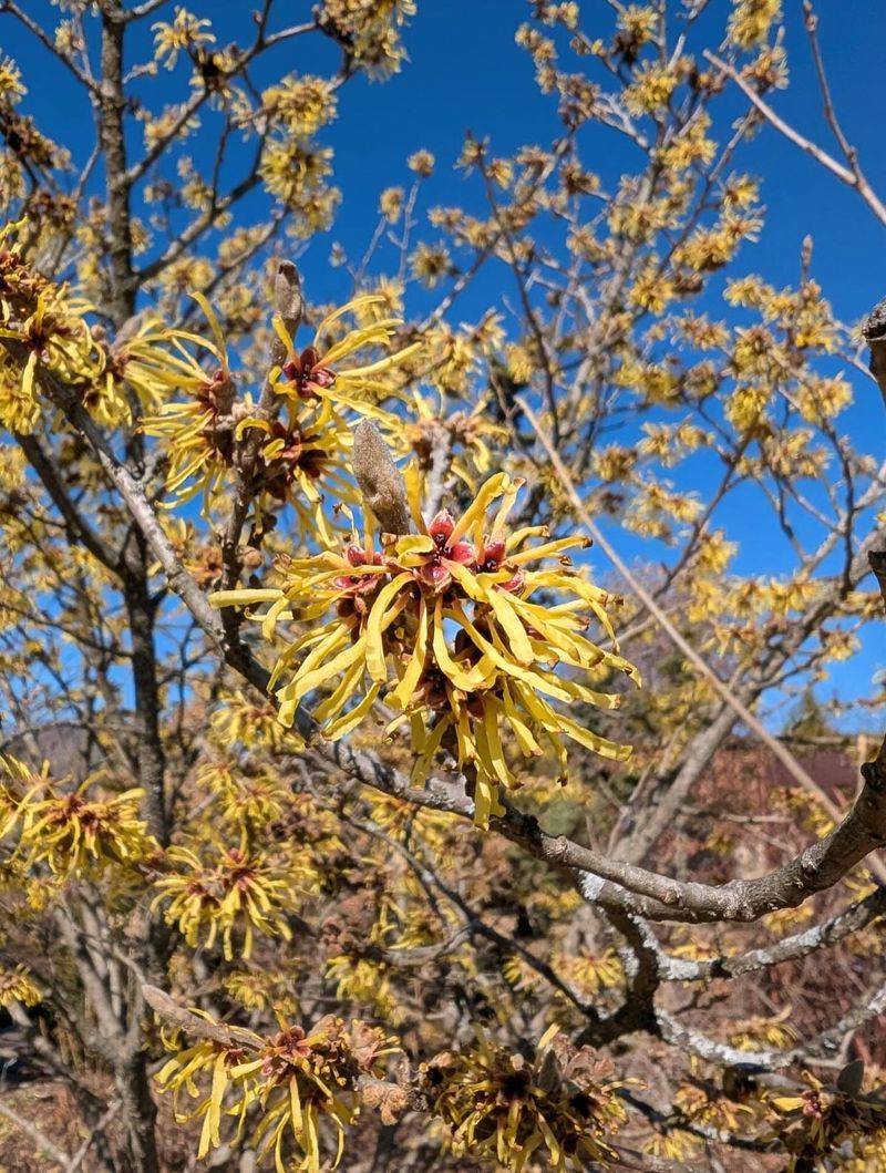 Witch Hazel