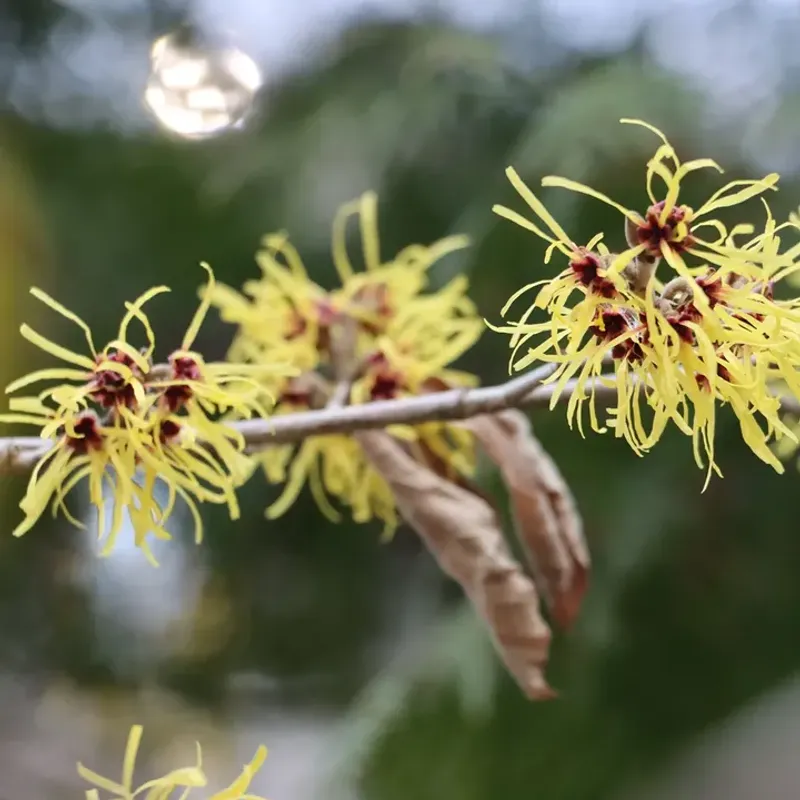 Witch Hazel Witch Hazel