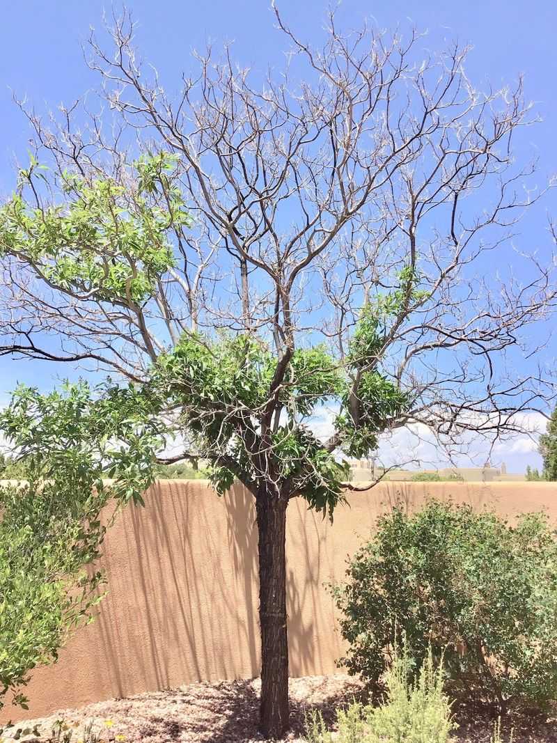 Withered Branches Appearing In The Upper Canopy