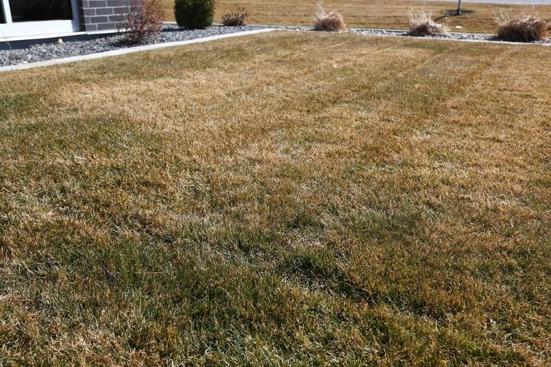 Withered Or Already-Removed Grass May Not Count