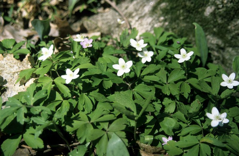Wood Anemone Adds Light Beauty In Shade