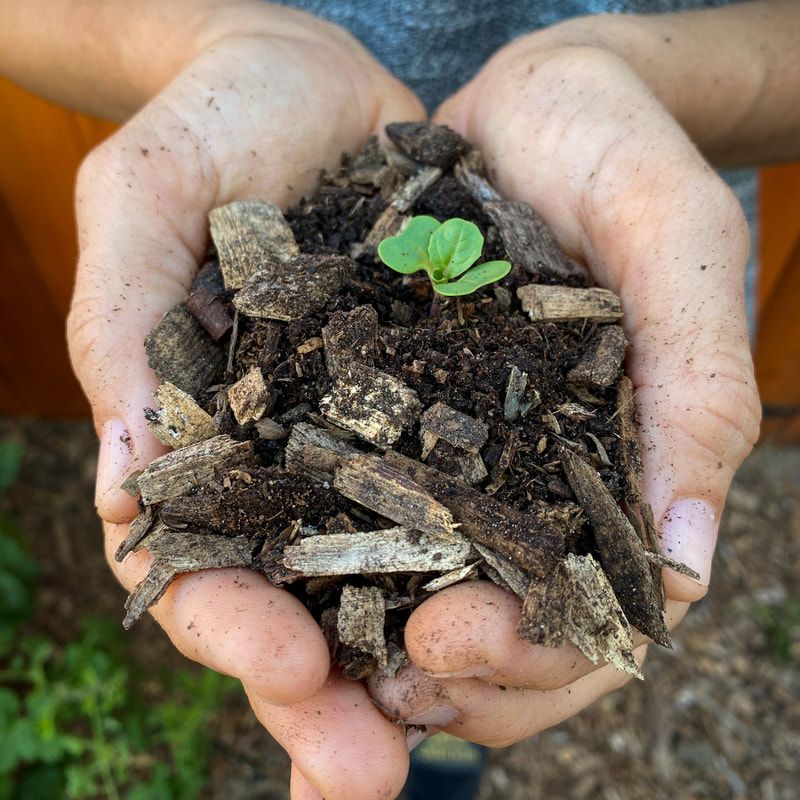 Wood Chips Do Not Belong Mixed Into Planting Holes