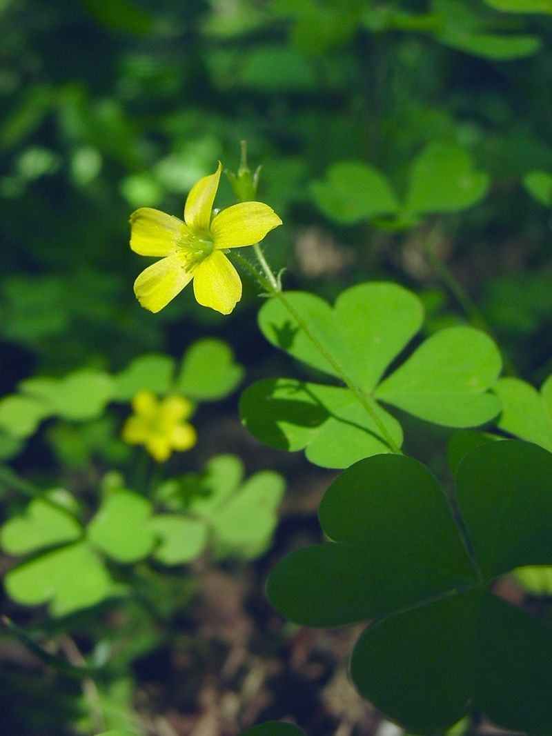 Wood Sorrel (Oxalis stricta)