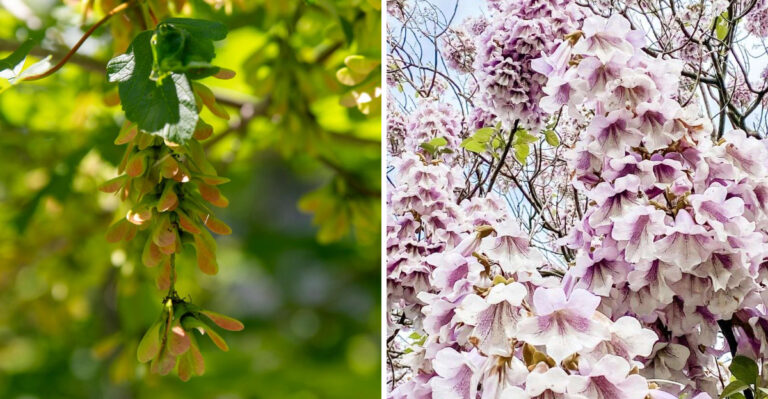 Wood You Believe It? These Trees Are Illegal In Maryland