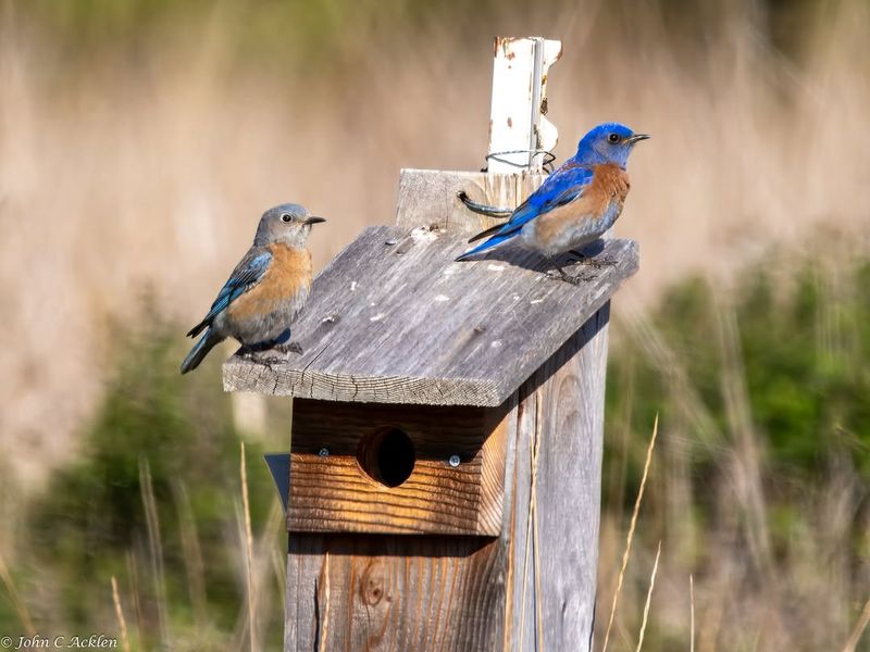 Wooden Perches Installed Near Feeding Spaces