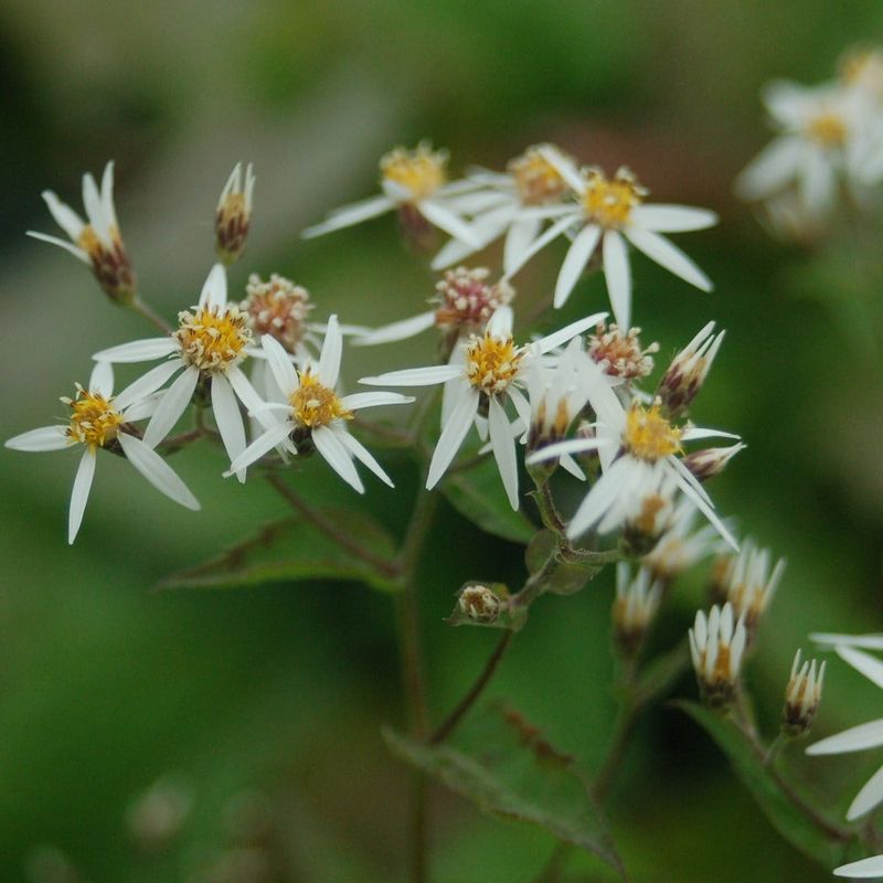 Woodland Aster Adds Late Color To Woodland Shade Woodland Aster Adds Late Color To Woodland Shade