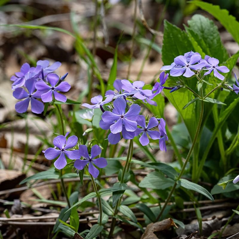Woodland Phlox
