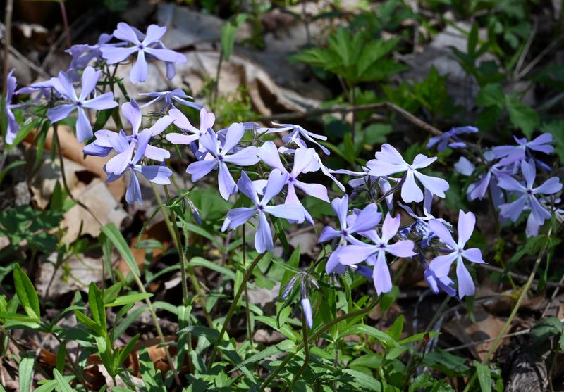 Woodland Phlox Adds Fresh Color To May Shade