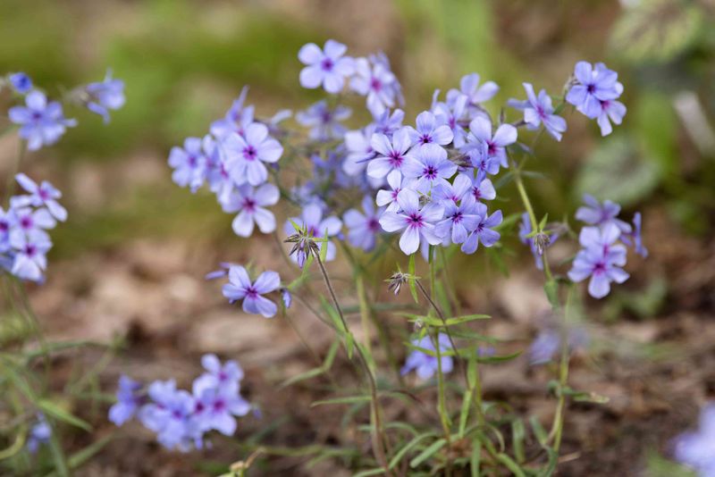Woodland Phlox Adds Gentle Color In Shade