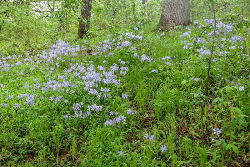 Woodland Phlox Brings Spring Color To Tree Beds