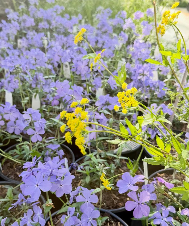 Woodland Phlox Divides Best Before Heat Builds