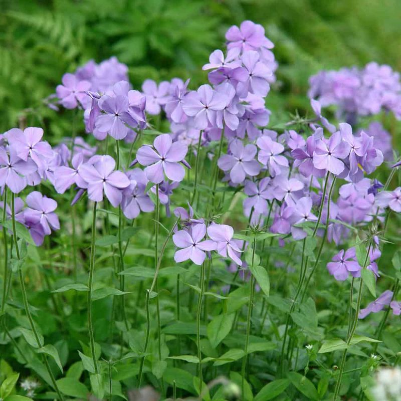 Woodland Phlox Divides Easily Before North Carolina Summer Heat Arrives