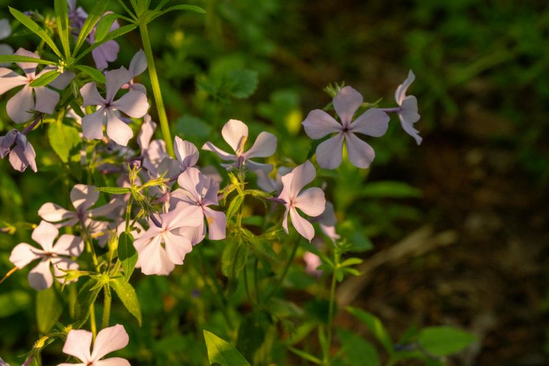 Woodland Phlox (Phlox Divaricata)