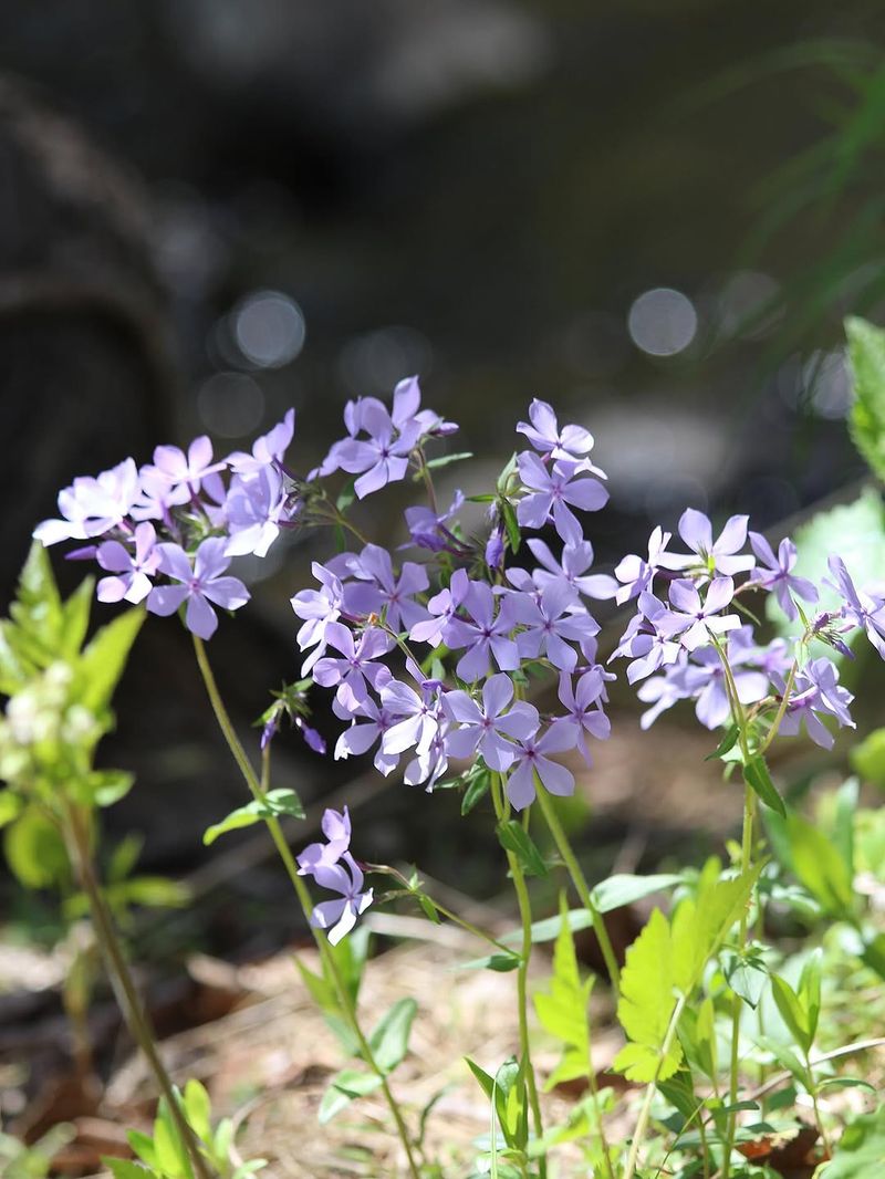 Woodland Phlox