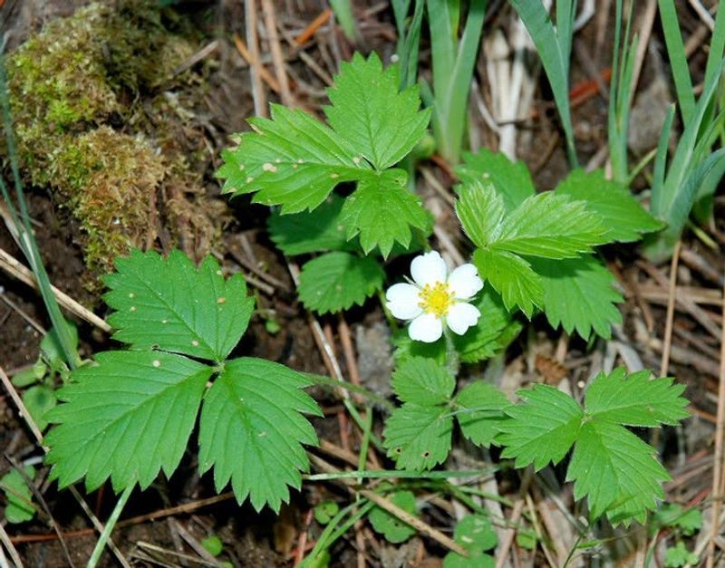 Woodland Strawberry Woodland Strawberry