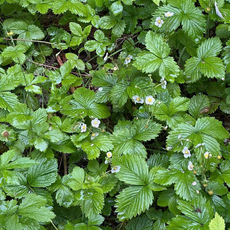 Woodland Strawberry Woodland Strawberry