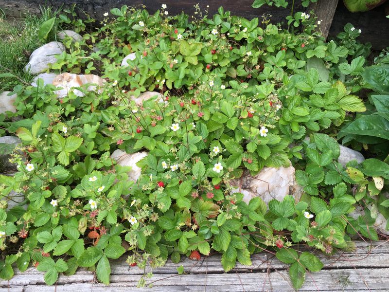 Woodland Strawberry Adds A Soft Edible Edge