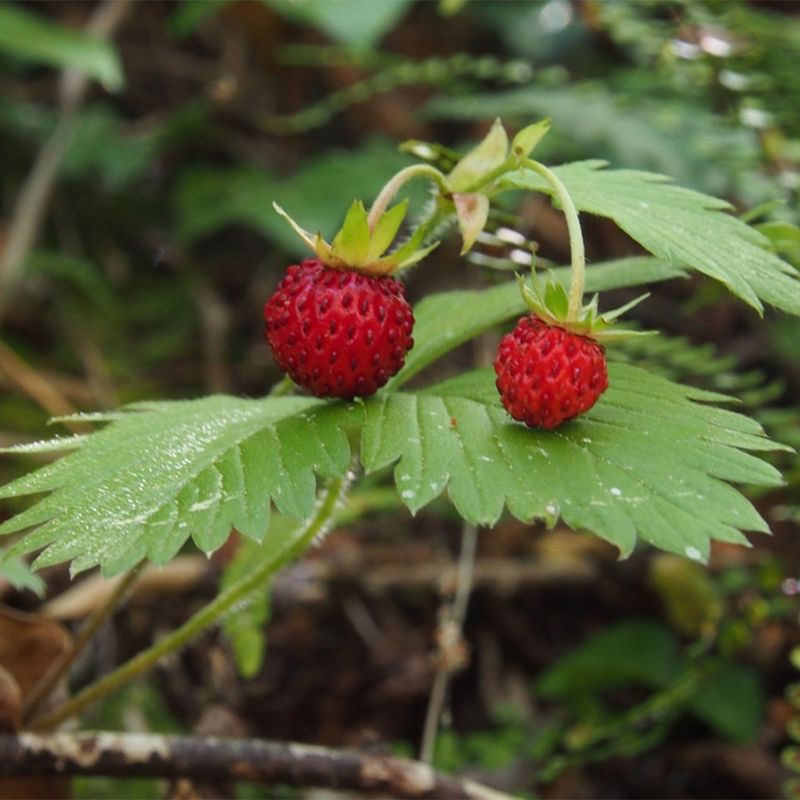 Woodland Strawberry Woodland Strawberry