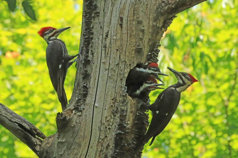 Woodpecker Activity Can Signal Hidden Emerald Ash Borer Larvae