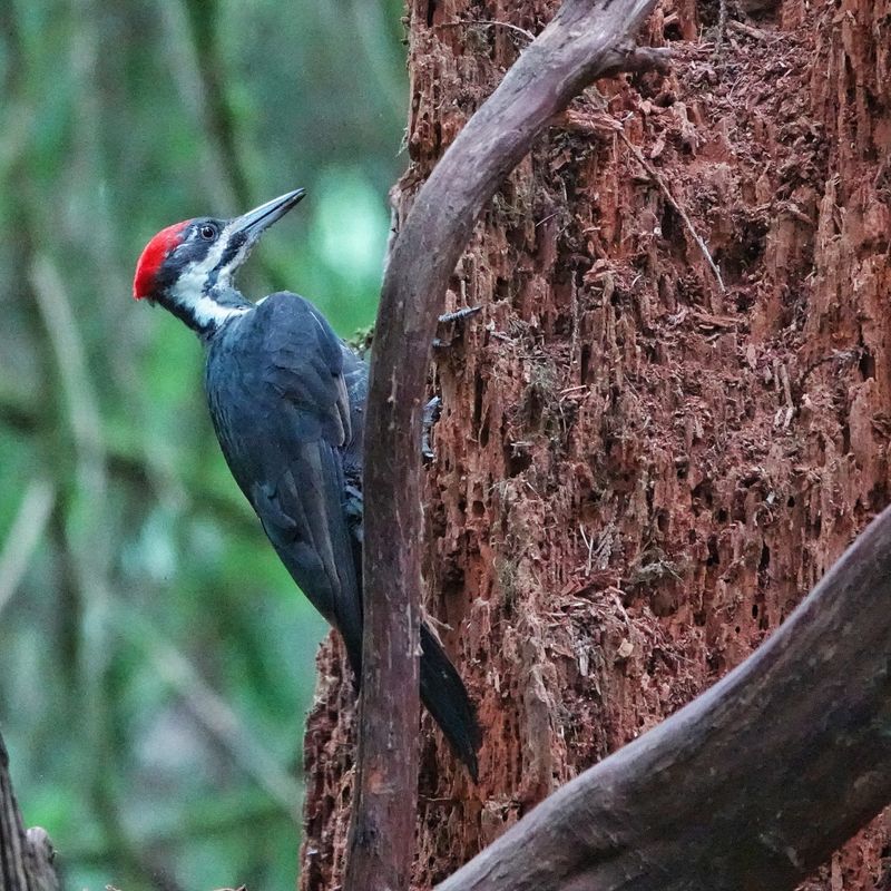 Woodpeckers Suddenly Targeting The Same Tree