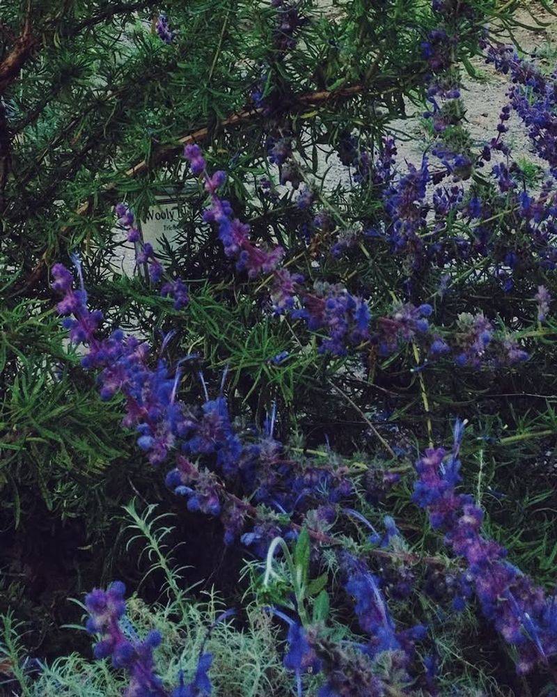 Woolly Bluecurls Brings Wildflower Charm To Dry Gardens Woolly Bluecurls Brings Wildflower Charm To Dry Gardens