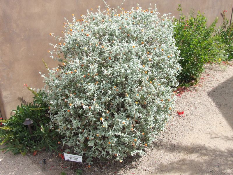 Woolly Butterfly Bush Brings Soft Texture Woolly Butterfly Bush Brings Soft Texture