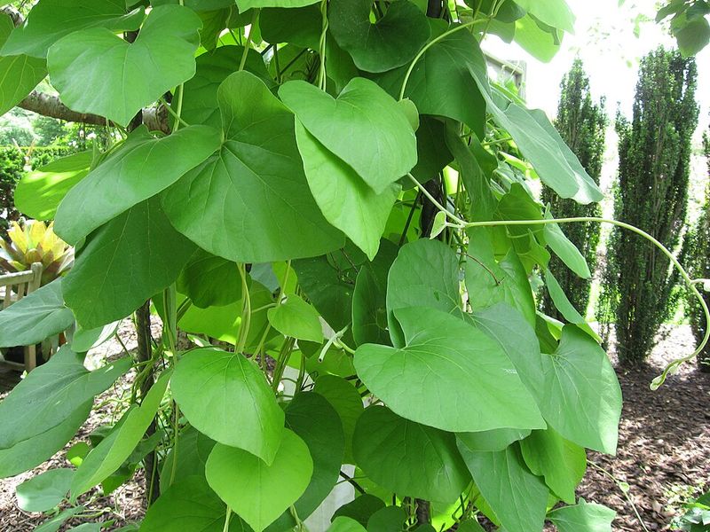 Woolly Pipevine Builds A Leafy Screen