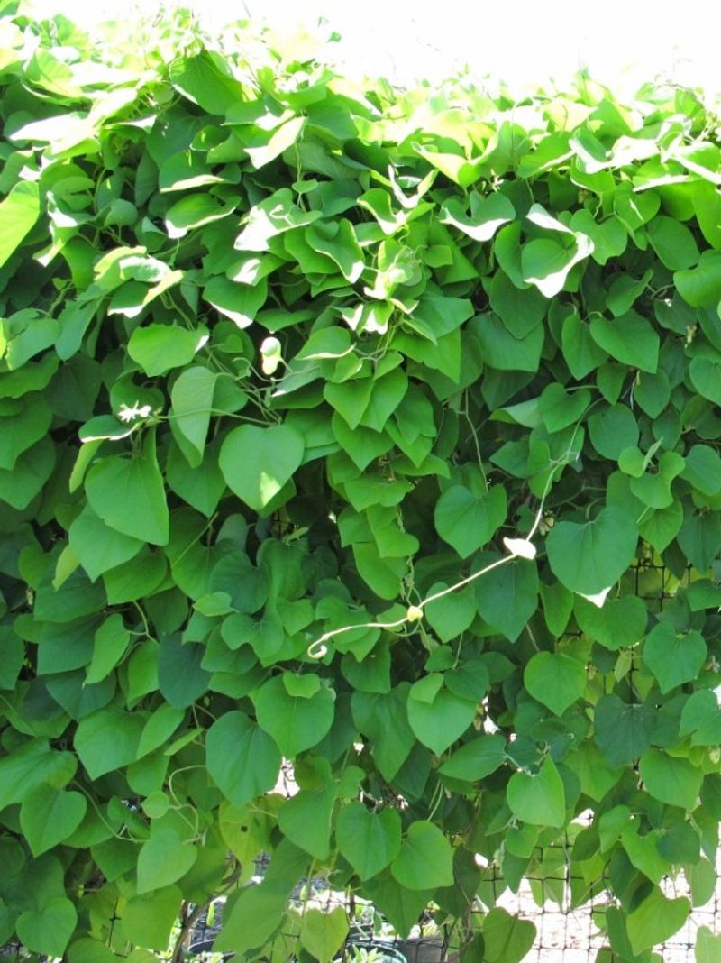 Woolly Pipevine Makes Privacy Feel Leafy Woolly Pipevine Makes Privacy Feel Leafy