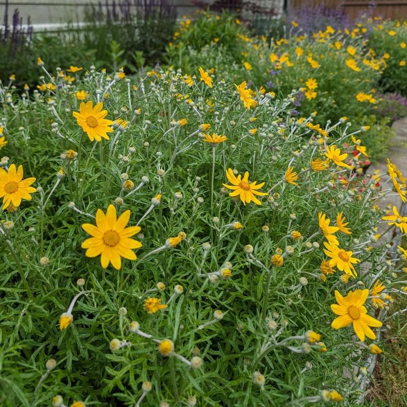 Woolly Sunflower