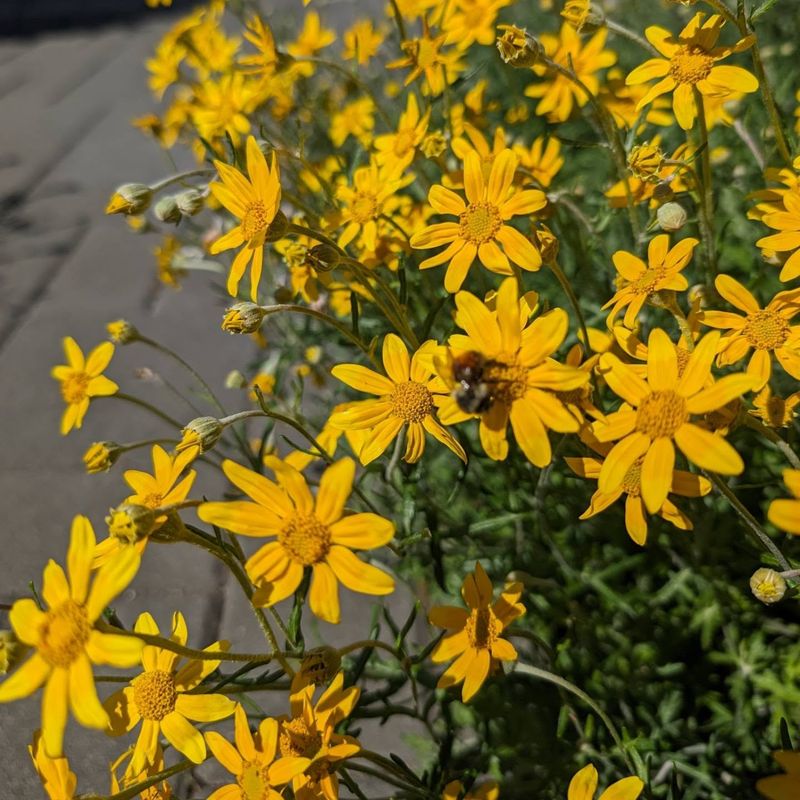 Woolly Sunflower