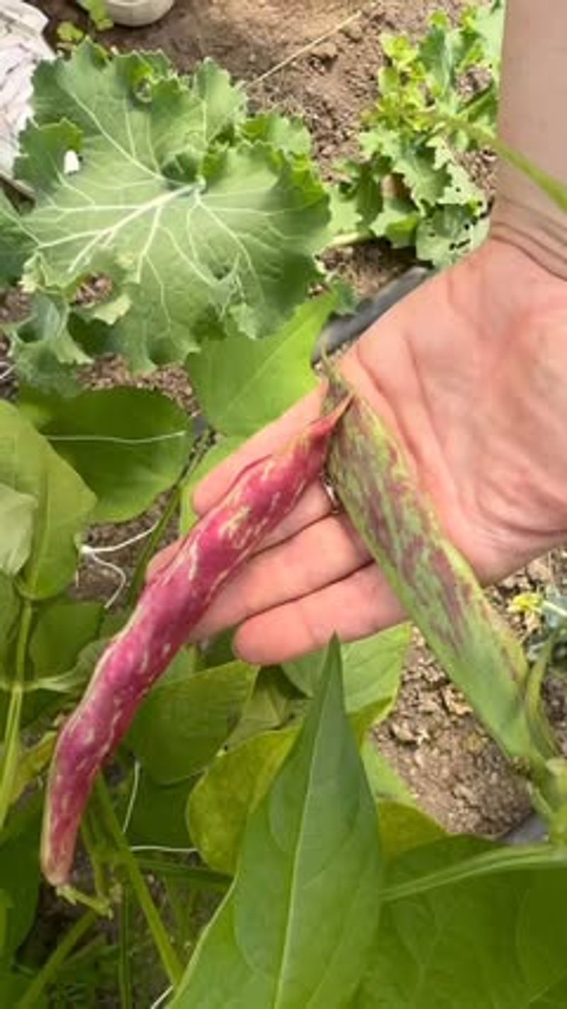 Working In The Bean Patch When Leaves Are Wet Working In The Bean Patch When Leaves Are Wet