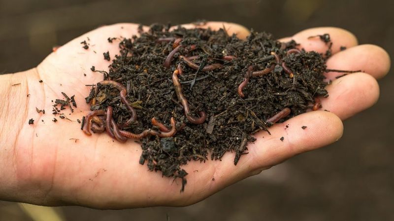 Worm Bins Can Benefit From Coffee Grounds Too