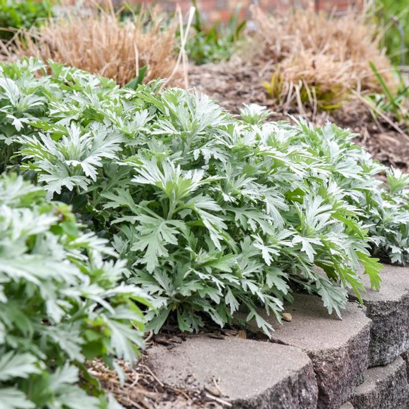 Wormwood Wormwood