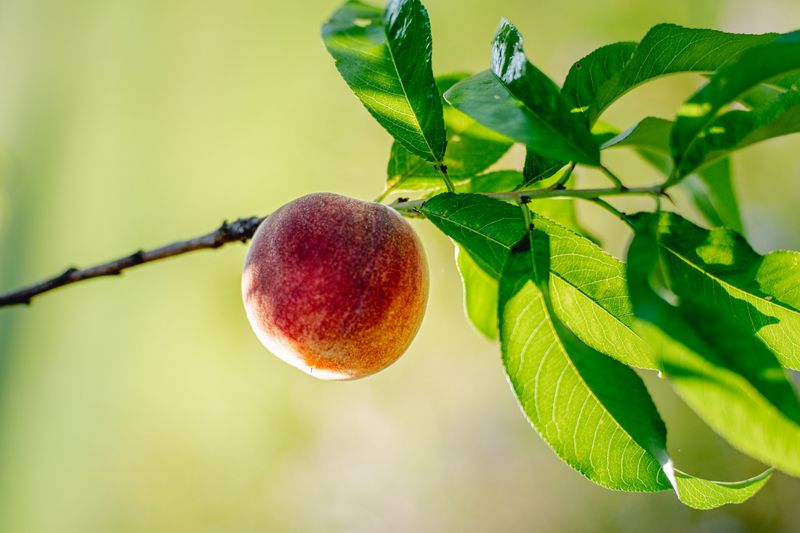 Wrong Peach Variety