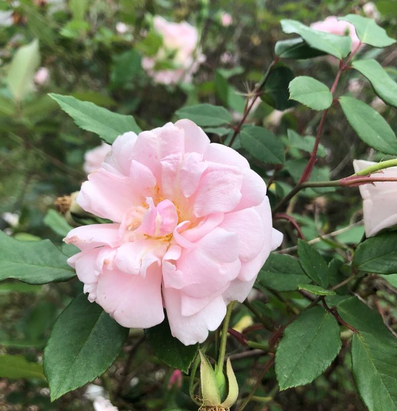 Wrong Rose Types Struggle In Humid Weather