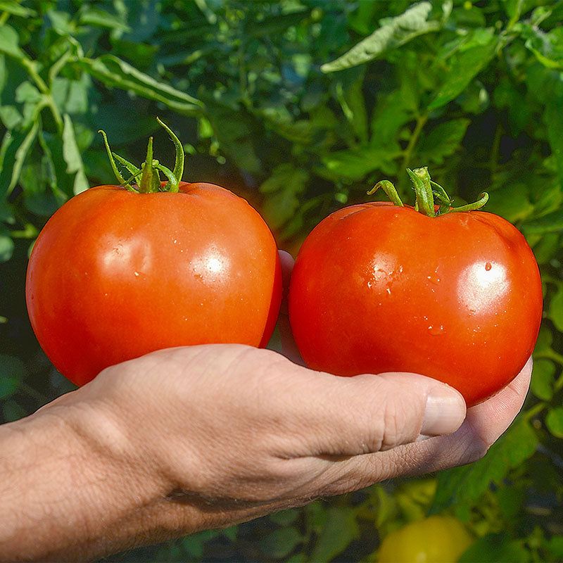 Wrong Tomato Variety For Illinois Heat