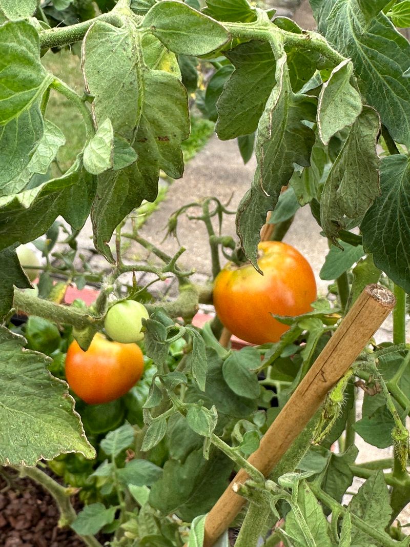 Wrong Tomato Variety For The Climate