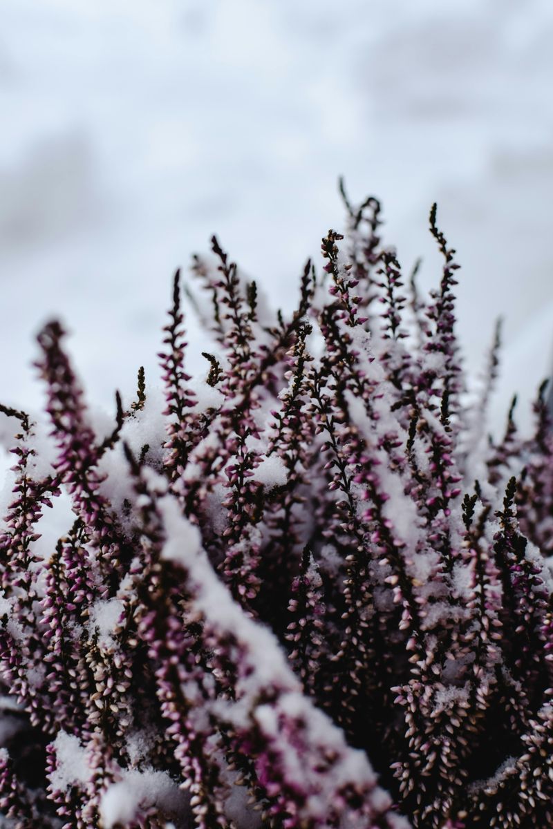 Wrong Variety Choices Cannot Handle Zone 4 Cold Wrong Variety Choices Cannot Handle Zone 4 Cold