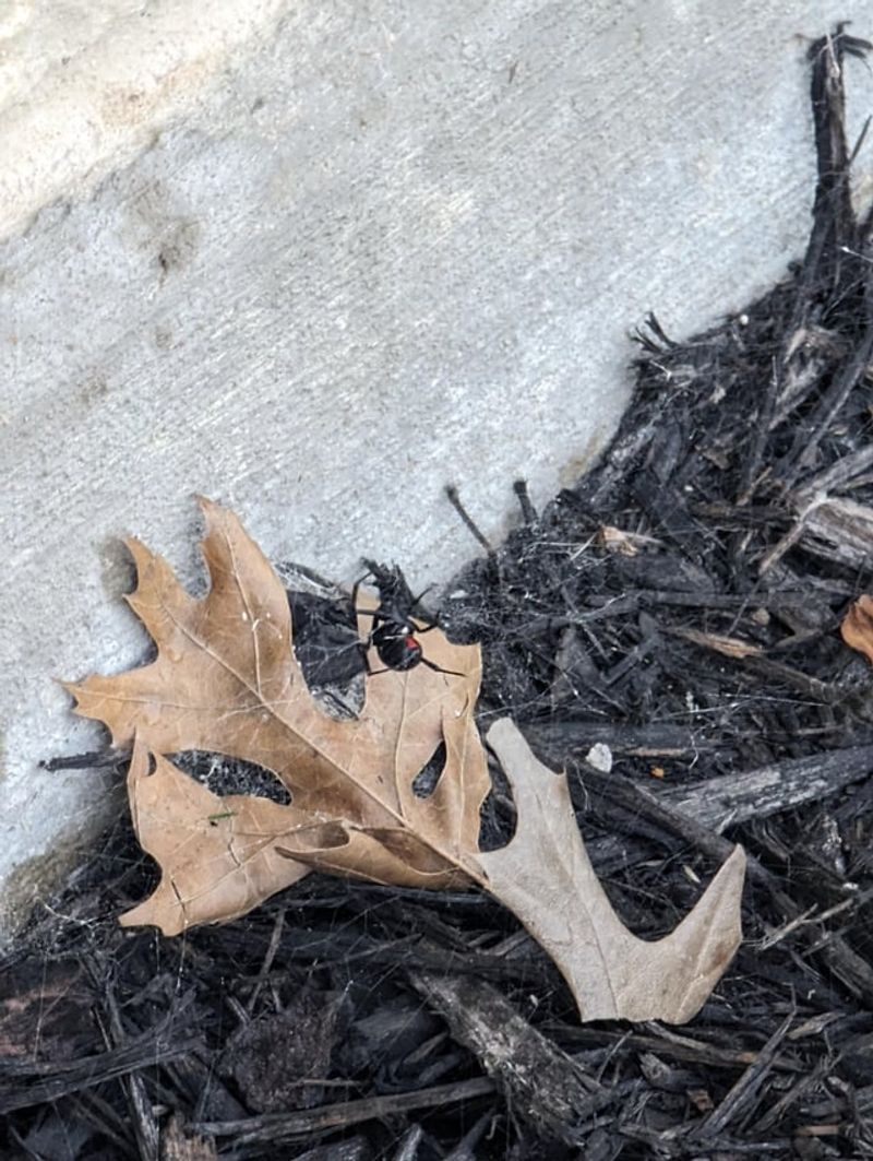 Yard Debris Collecting Along Fence Lines