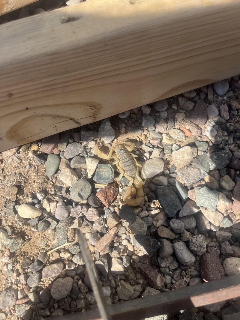 Yard Debris Gives Scorpions More Hiding Spots