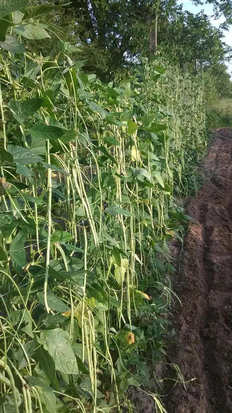 Yard-Long Beans