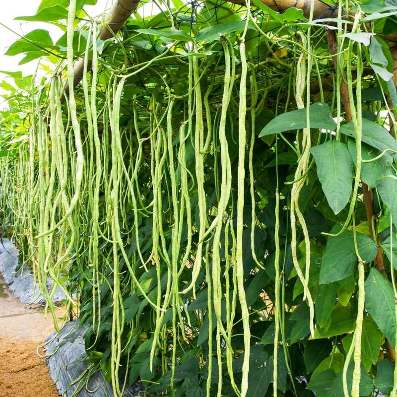 Yardlong Beans (Vigna unguiculata subsp. sesquipedalis) Handle Summer Heat Better Than Many Green Beans Yardlong Beans (Vigna unguiculata subsp. sesquipedalis) Handle Summer Heat Better Than Many Green Beans