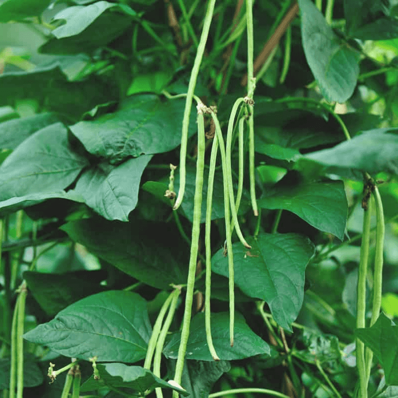 Yardlong Beans (Vigna unguiculata subsp. sesquipedalis)