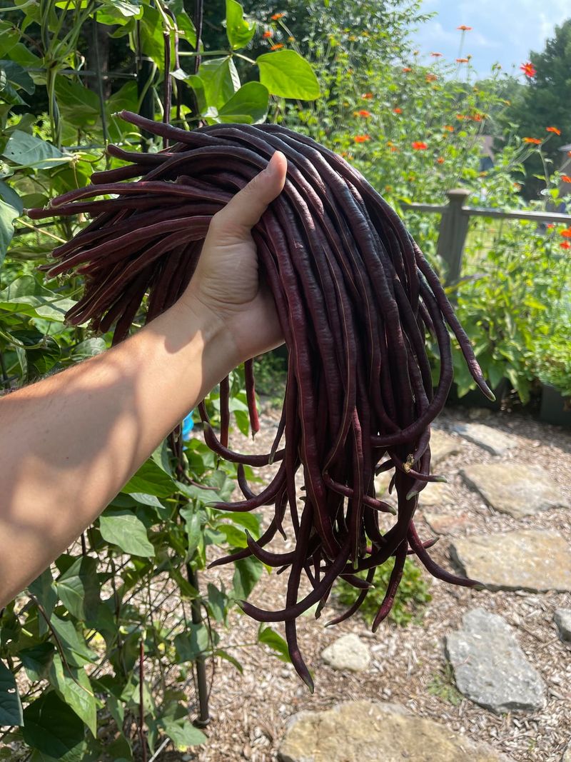 Yardlong Beans Yardlong Beans