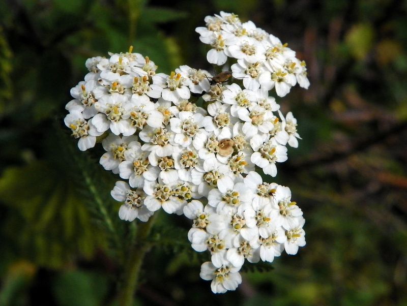 Yarrow Yarrow